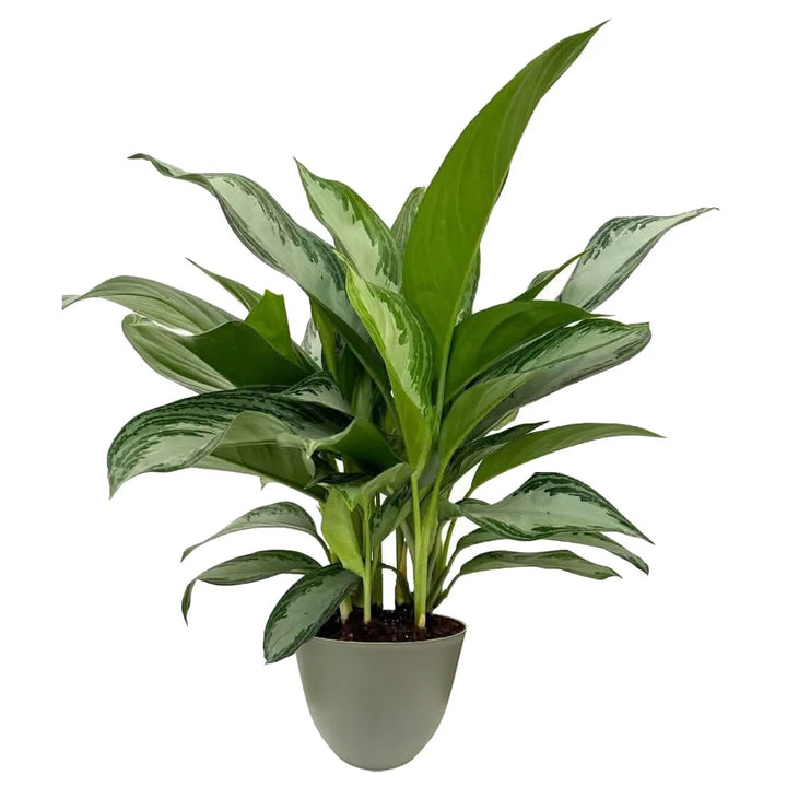 Aglaonema Silver Bay - pianta tropicale decorativa con vaso verde salvia per casa e ufficio