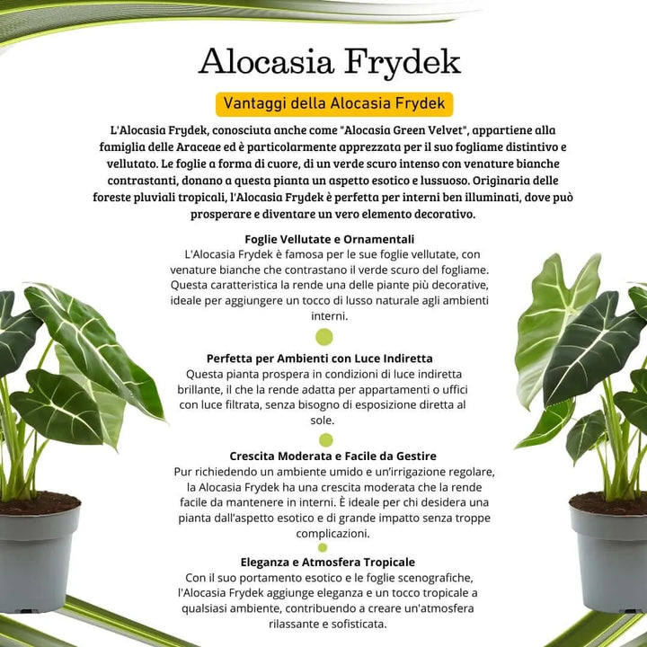 Alocasia Frydek online - pianta tropicale per interni