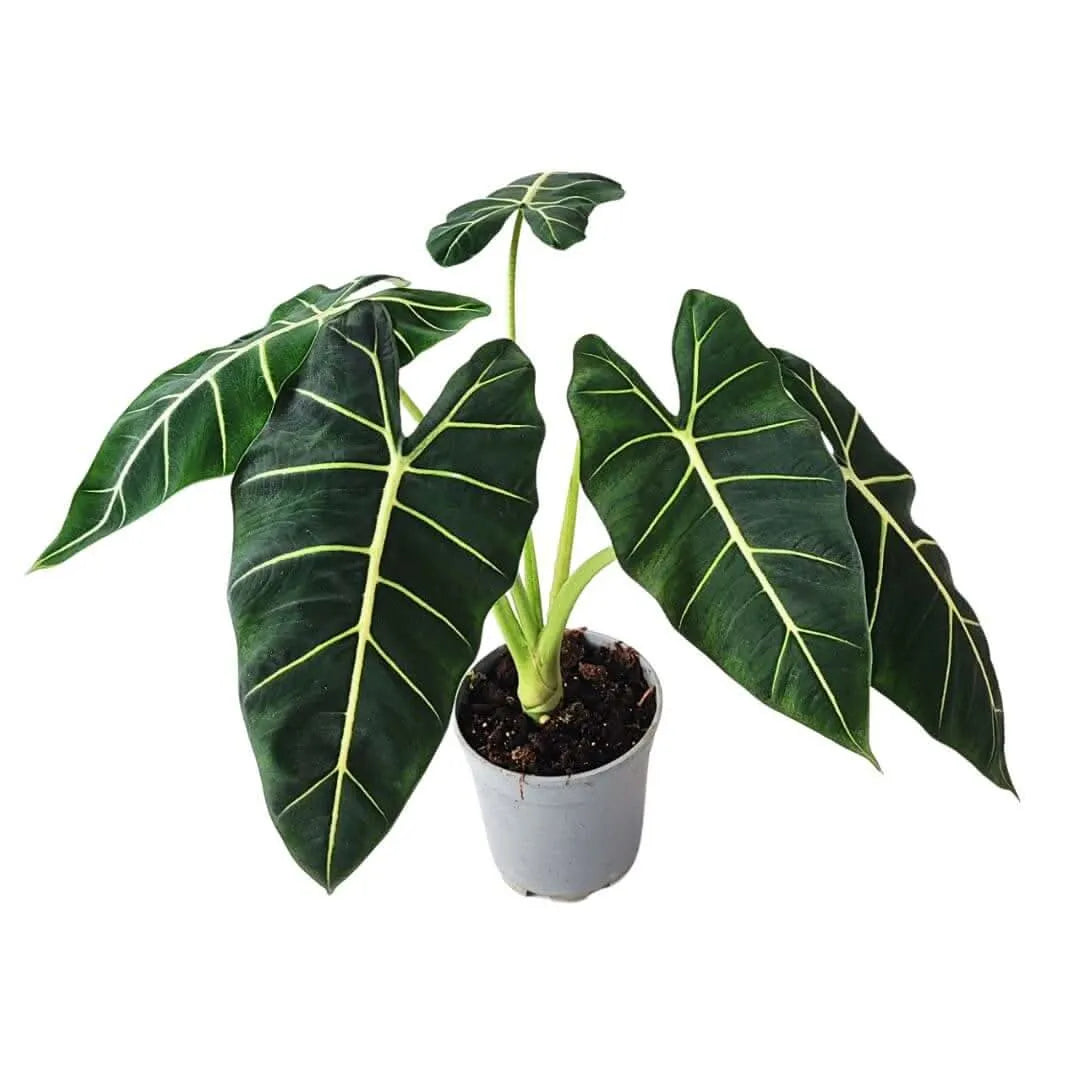 Alocasia Frydek online - vista dall'alto del fogliame decorativo