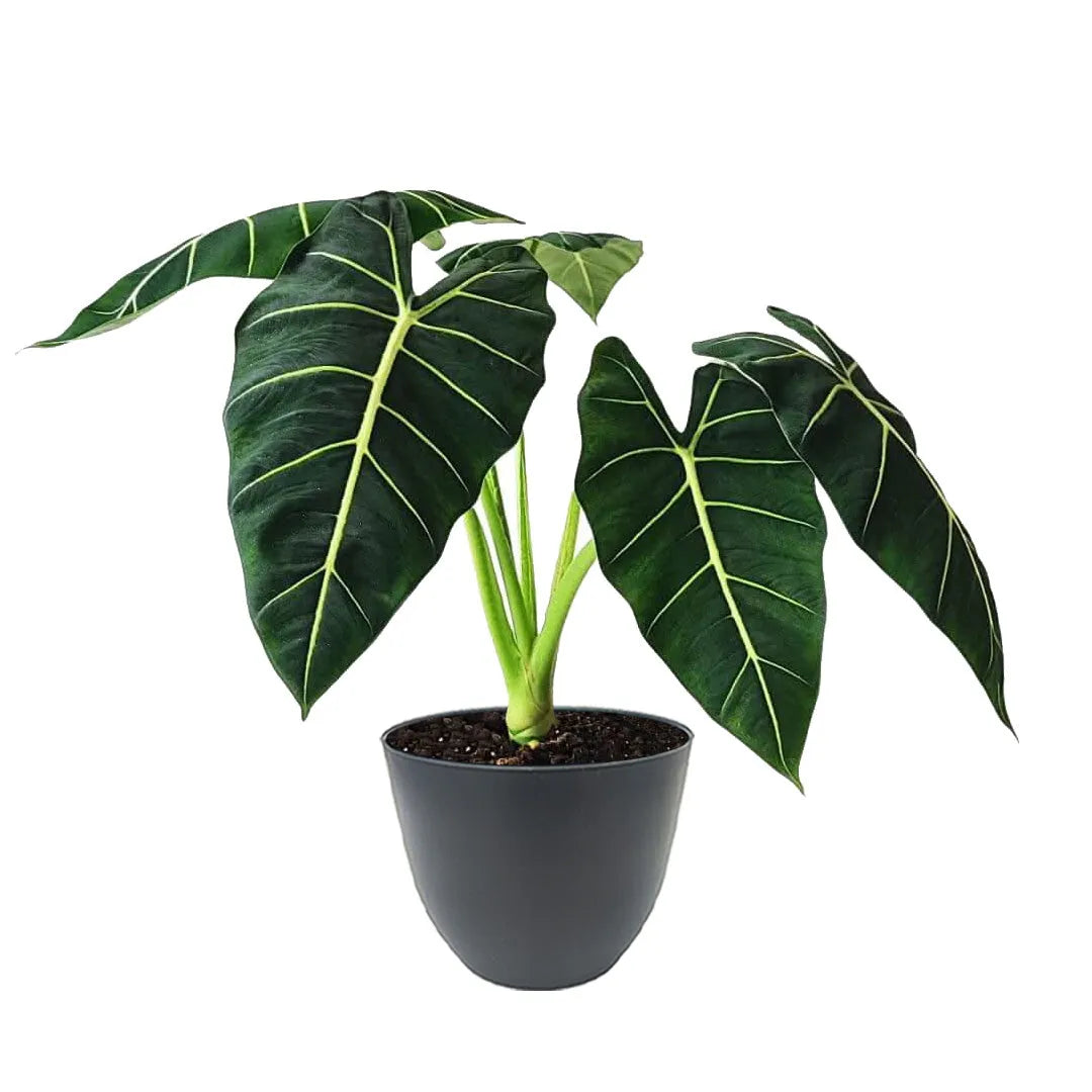 Alocasia Frydek - pianta da interno con foglie venate in vaso antracite