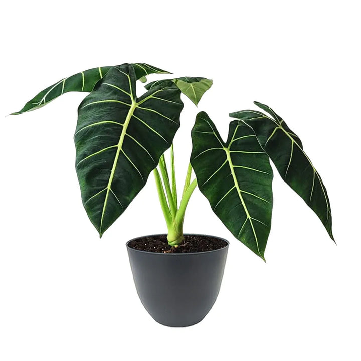 Alocasia Frydek - pianta da interno con foglie venate in vaso antracite