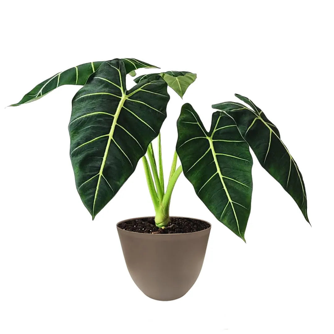 Alocasia Frydek foglie - dettaglio foglie vellutate in vaso tortora
