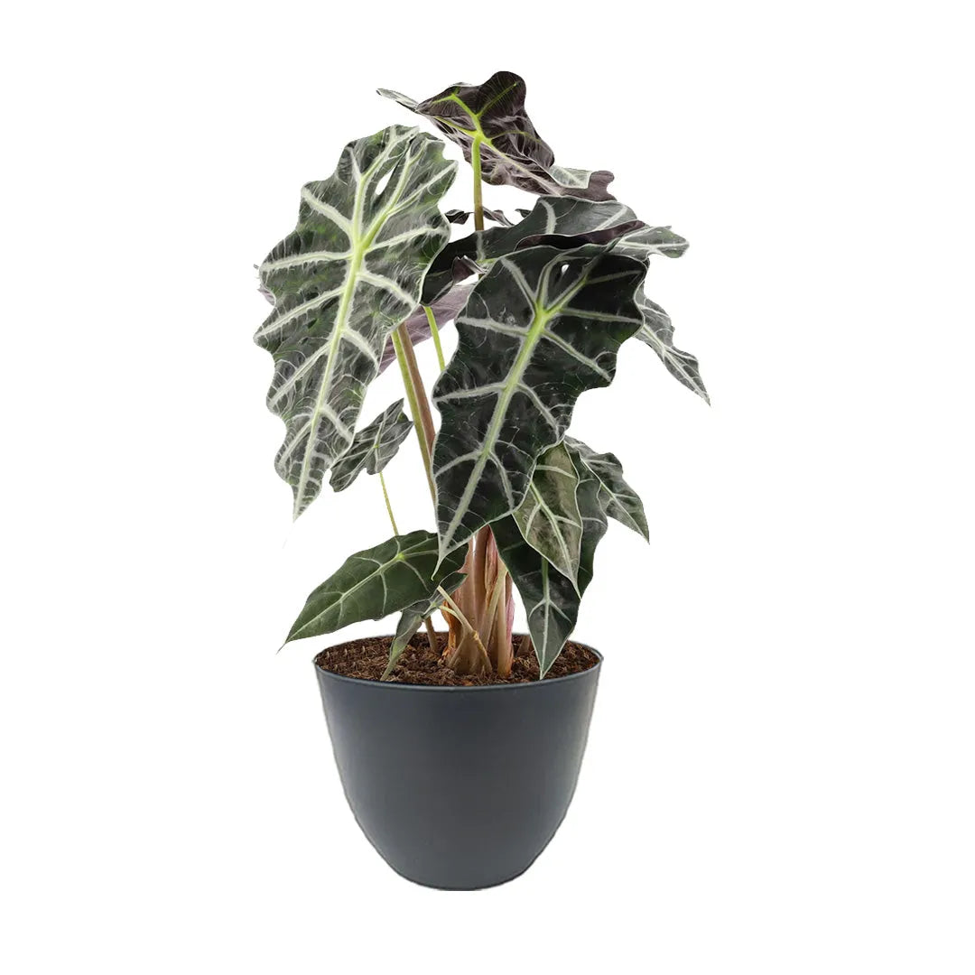 Alocasia Polly online - pianta da interno in vaso antracite, foglie scure
