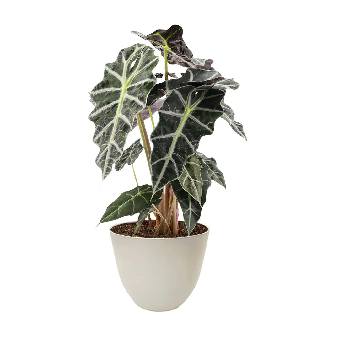 Alocasia Polly - pianta tropicale da interno in vaso avorio elegante