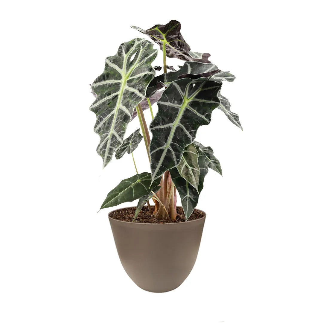 Alocasia Polly vaso - pianta da interno in vaso color tortora, foglie a freccia