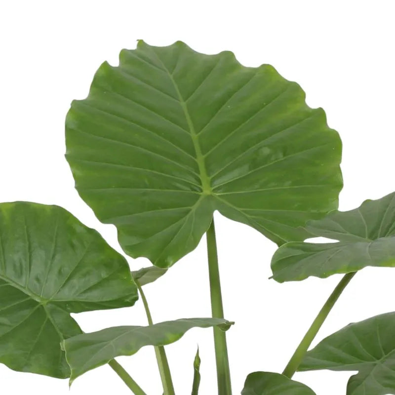 Alocasia Gageana - dettaglio delle foglie cuoriformi e venature verdi