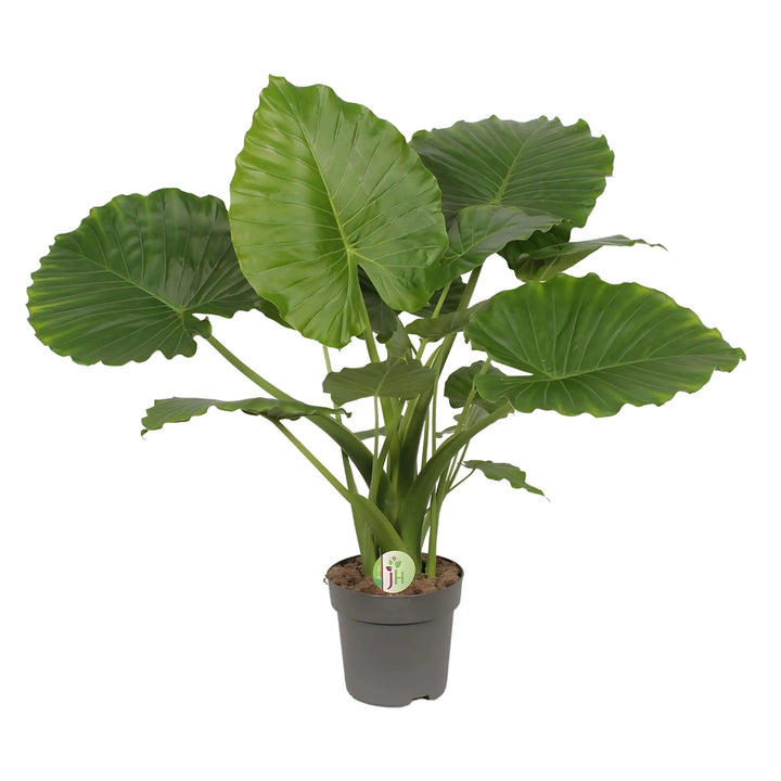 Alocasia Gageana California - pianta tropicale da appartamento in vaso da 24 cm, altezza 85 cm, con foglie lucide e verdi