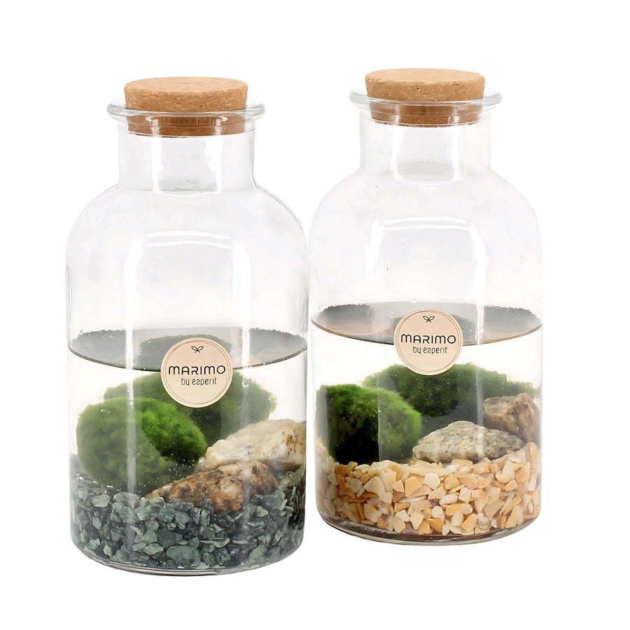 Arr. water plants Marimo 90527 - i Giardini di Giulia  