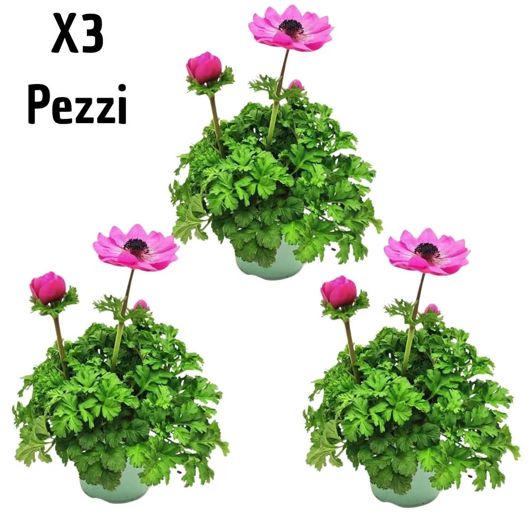 Set 3 piante di Anemone Coronaria - Fogliame verde e compatto, ideale per balconi