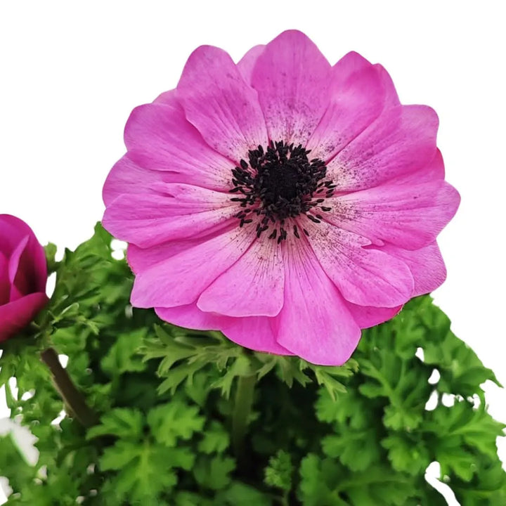 Anemone Coronaria fiore - Dettaglio di un fiore rosa intenso in piena fioritura