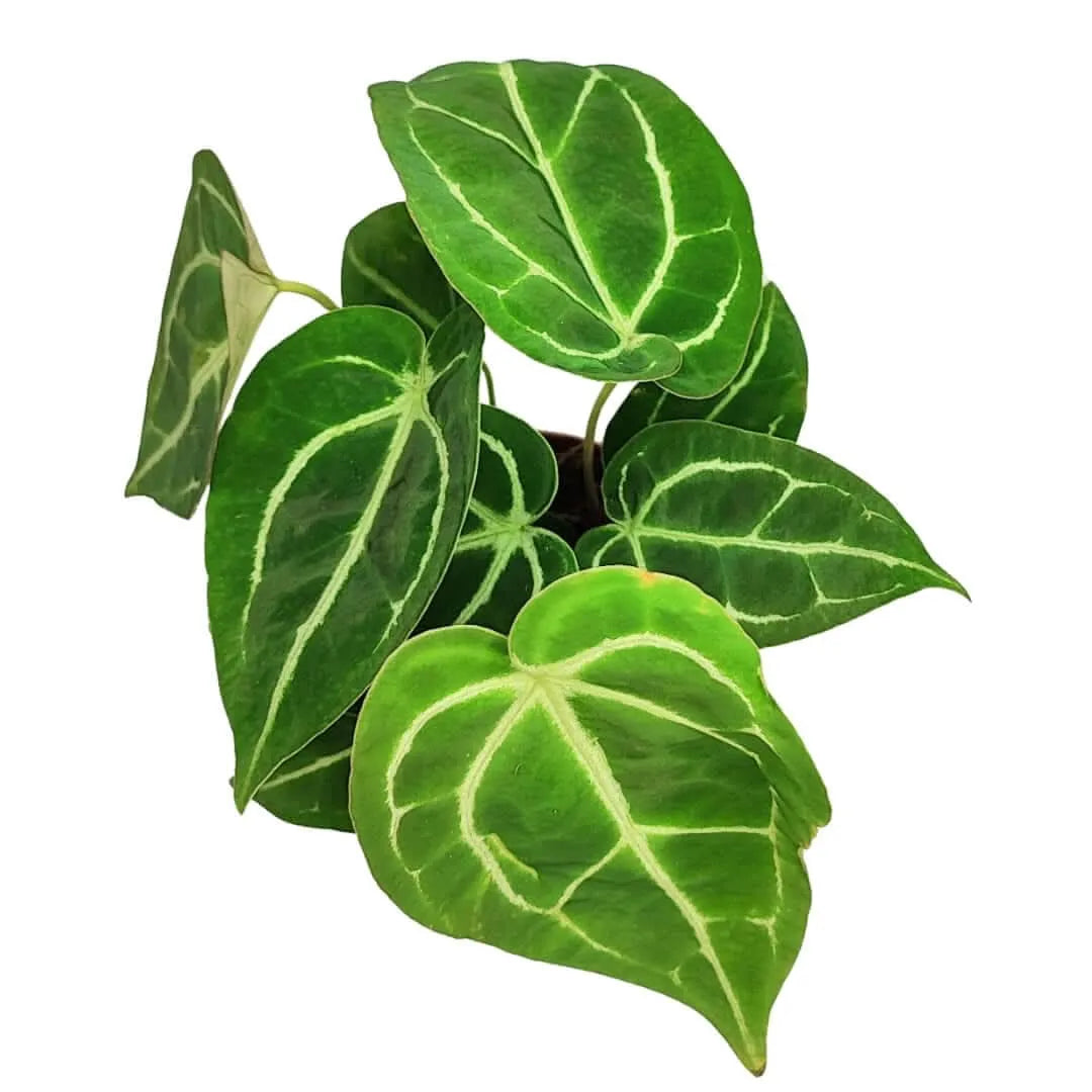 Anthurium Crystallinum altezza pianta 25 cm diametro vaso 12 cm - i Giardini di Giulia