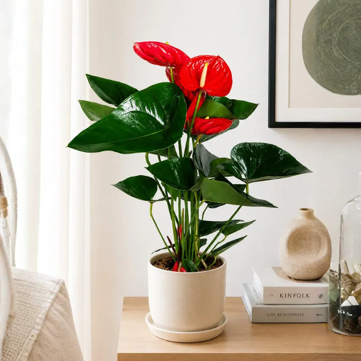 Anthurium con fiori rossi tropicali in vaso beige posizionato su mobile in soggiorno elegante.