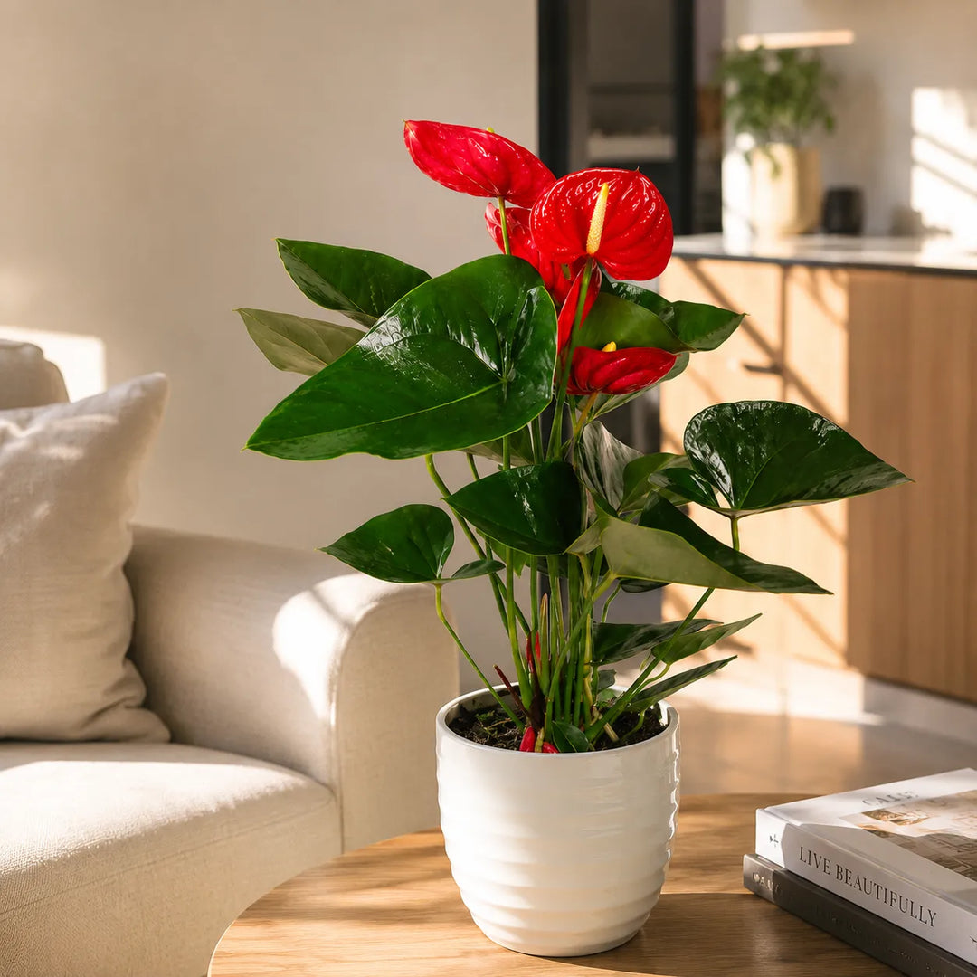 Pianta Anthurium con spate rosse e foglie verde scuro in vaso bianco in ambiente moderno.