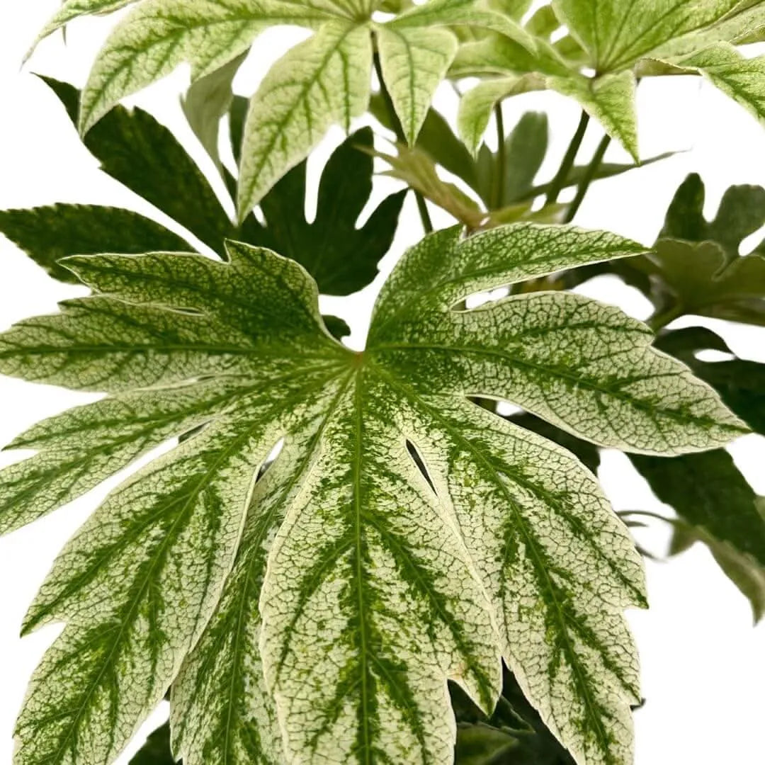 Dettaglio foglie variegate di Fatsia Japonica Variegata