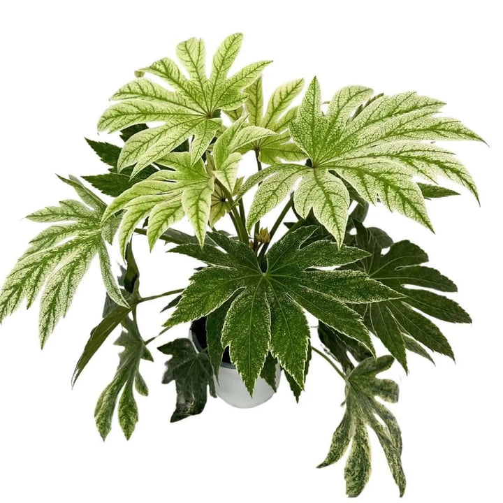 Aralia Fatsia Japonica - vista dall'alto in vaso da 20 cm
