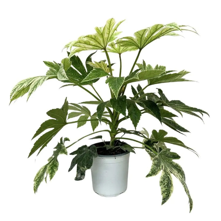 Fatsia Japonica cura - vista frontale della pianta in vaso bianco