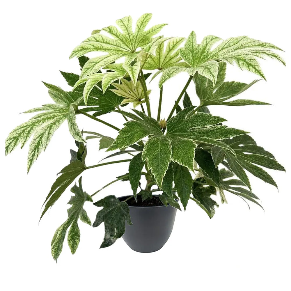 Aralia Fatsia Japonica Variegata - pianta in vaso antracite, foglie palmate decorative