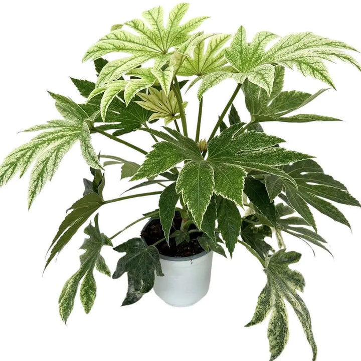 Aralia Japonica Variegata - pianta con fogliame verde e crema in vaso standard