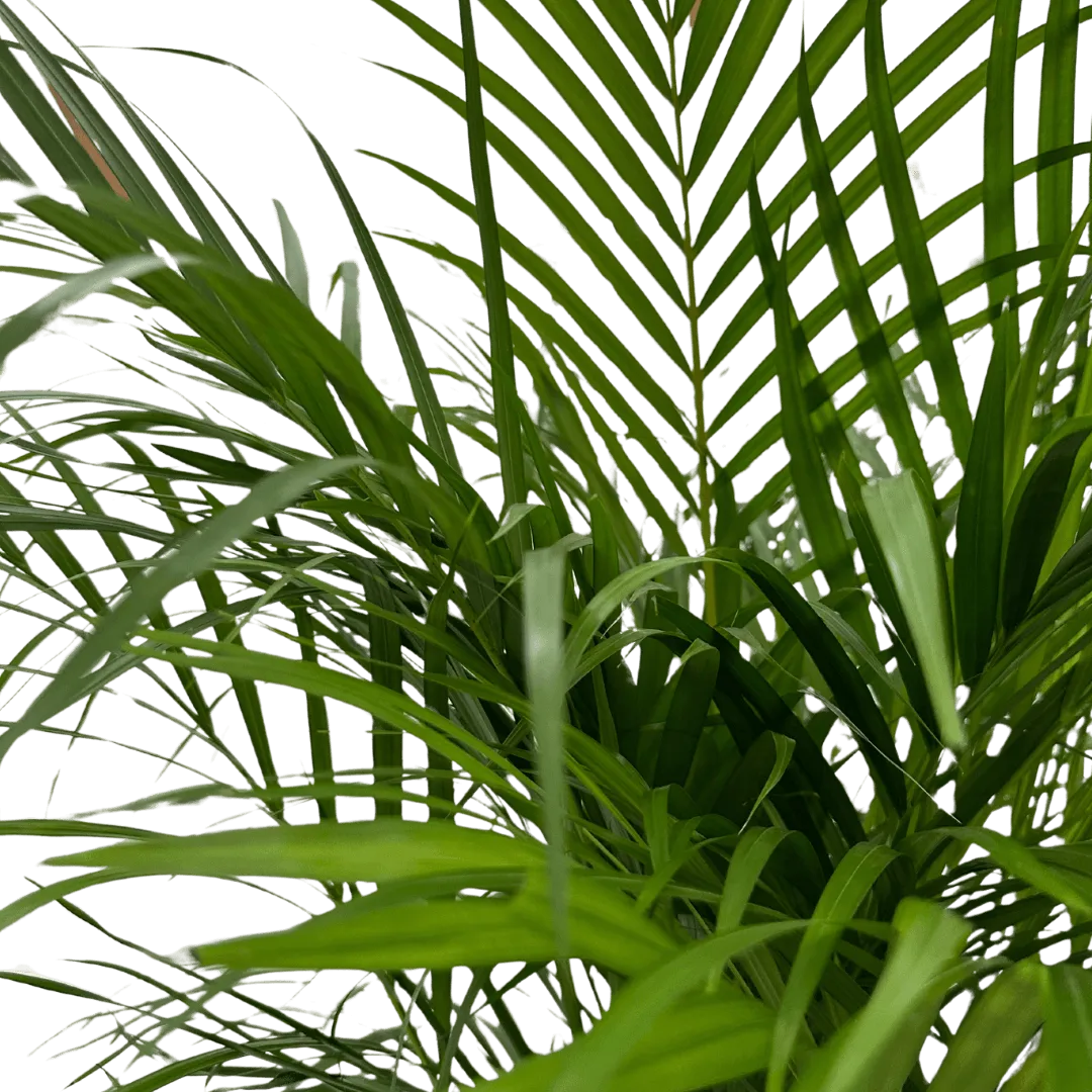 Areca Lutescens - vista ravvicinata del tronco e del fogliame