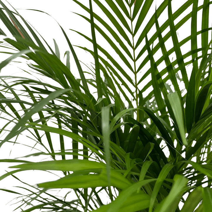 Areca Lutescens - vista ravvicinata del tronco e del fogliame