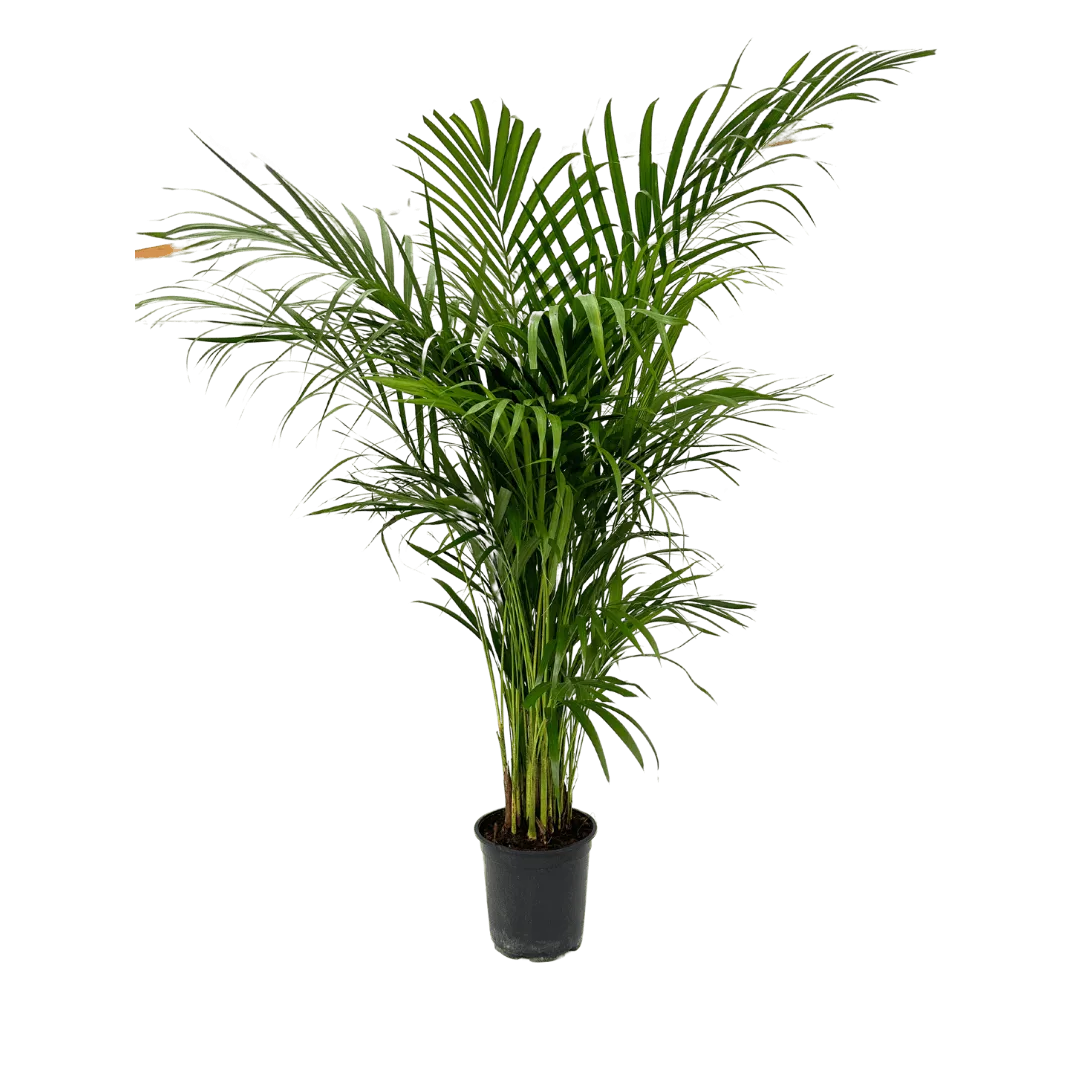 Areca Lutescens - pianta in ambiente domestico luminoso