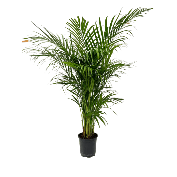 Areca Lutescens - pianta in ambiente domestico luminoso