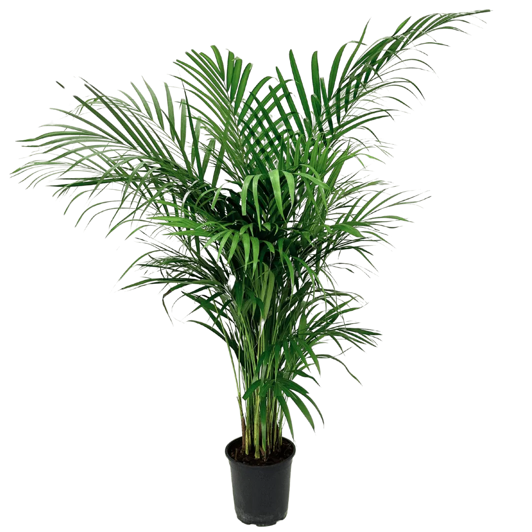 Areca Lutescens - pianta da interno che purifica l'aria, in primo piano