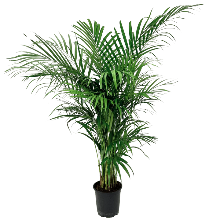 Areca Lutescens - pianta da interno che purifica l'aria, in primo piano