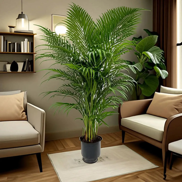 Areca Lutescens - palma in vaso moderno, adatta a diversi stili di arredamento