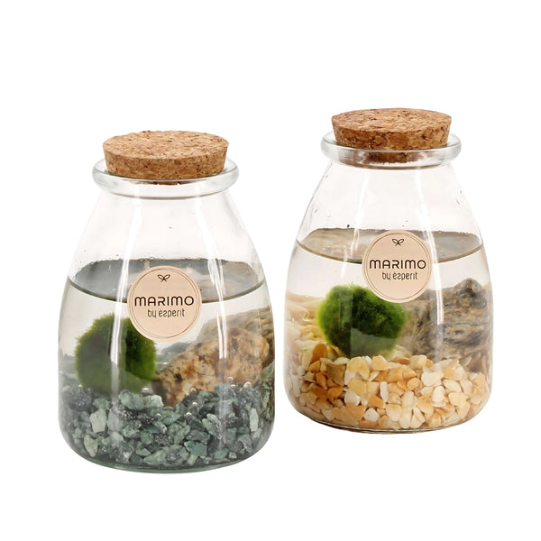 Arr. water plants Marimo 90532