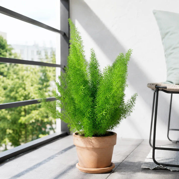 Pianta di Asparagus Sprengerii inserita in vaso di terracotta su un balcone moderno e luminoso, ideale per arredare spazi esterni.