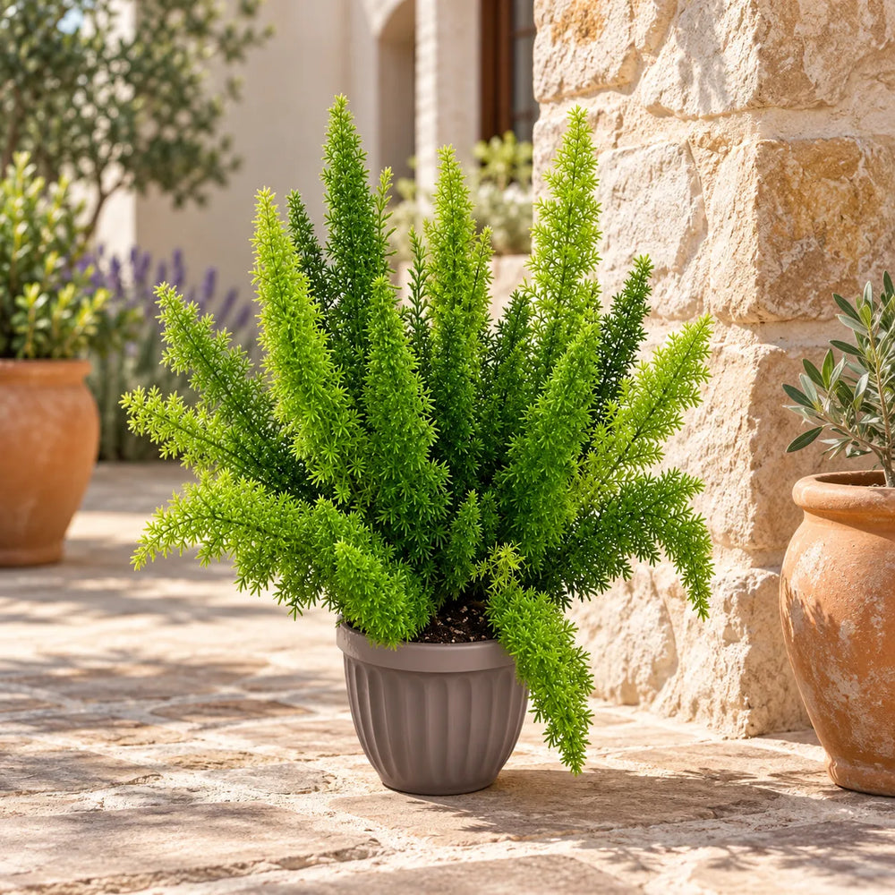 Asparagus densiflorus in vaso ambientato in uno spazio esterno mediterraneo, con vegetazione verde folta e decorativa