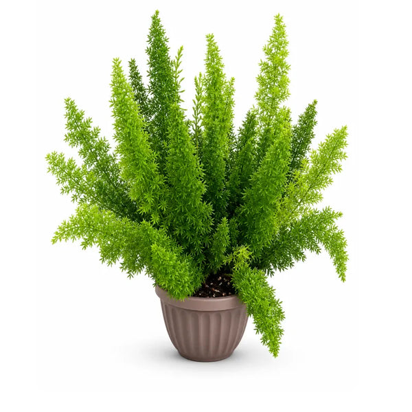 Asparagus densiflorus D.18 H.50 cm