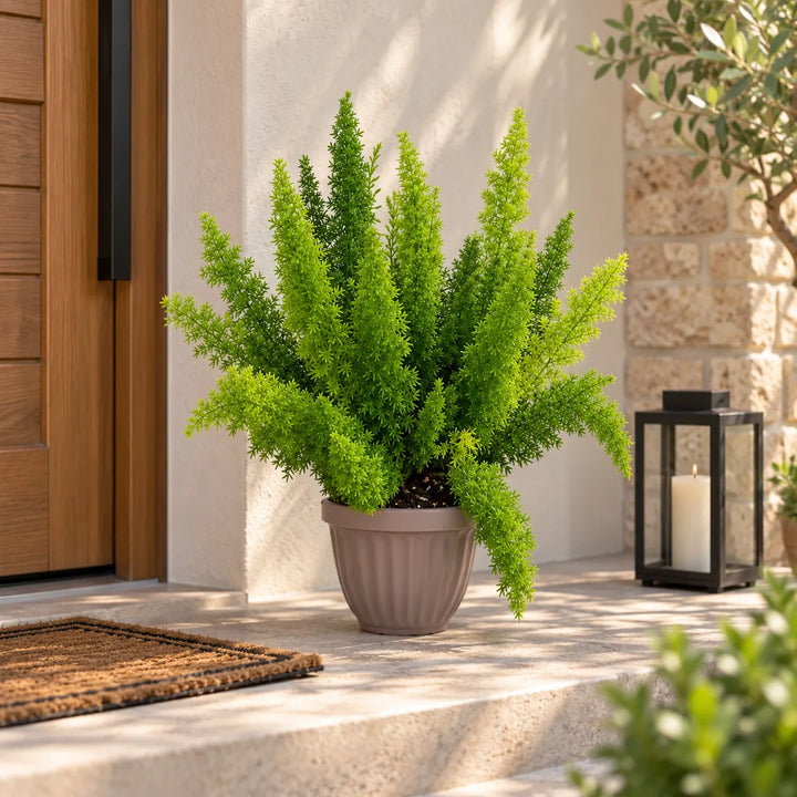 Asparagus densiflorus in vaso posizionato all'ingresso di casa, pianta verde ornamentale per terrazzi e spazi esterni