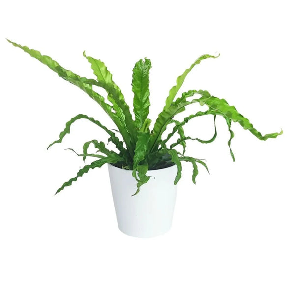 Crise de l'Asplenium