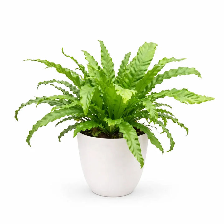 Asplenium Mix - felce da interno elegante con fronde lucide e ondulate in vaso da 19 cm