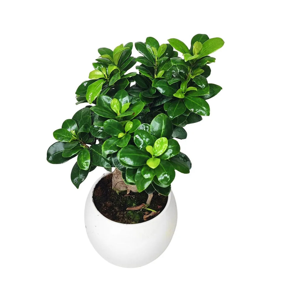 Bonsai Ficus Ginseng cura - dettaglio del tronco intrecciato e foglie lucide