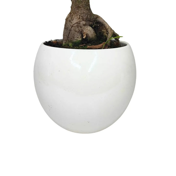 Bonsai Ficus Ginseng prezzo - pianta da 40cm su tavolo, ideale per interni