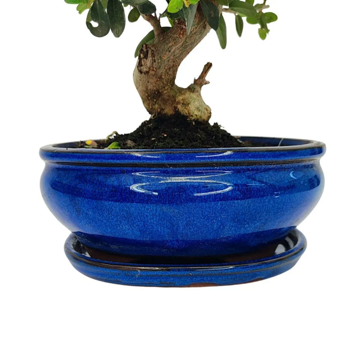Dettaglio vaso smaltato blu con sottovaso, base del bonsai Olea europaea sylvestris della collezione premium

