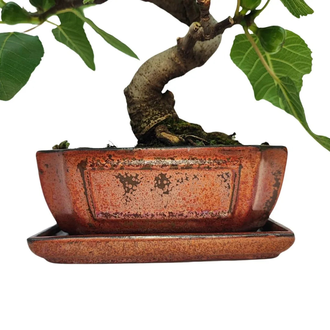 Dettaglio della base e del tronco sinuoso di un bonsai Ficus Carica in vaso smaltato rame.

