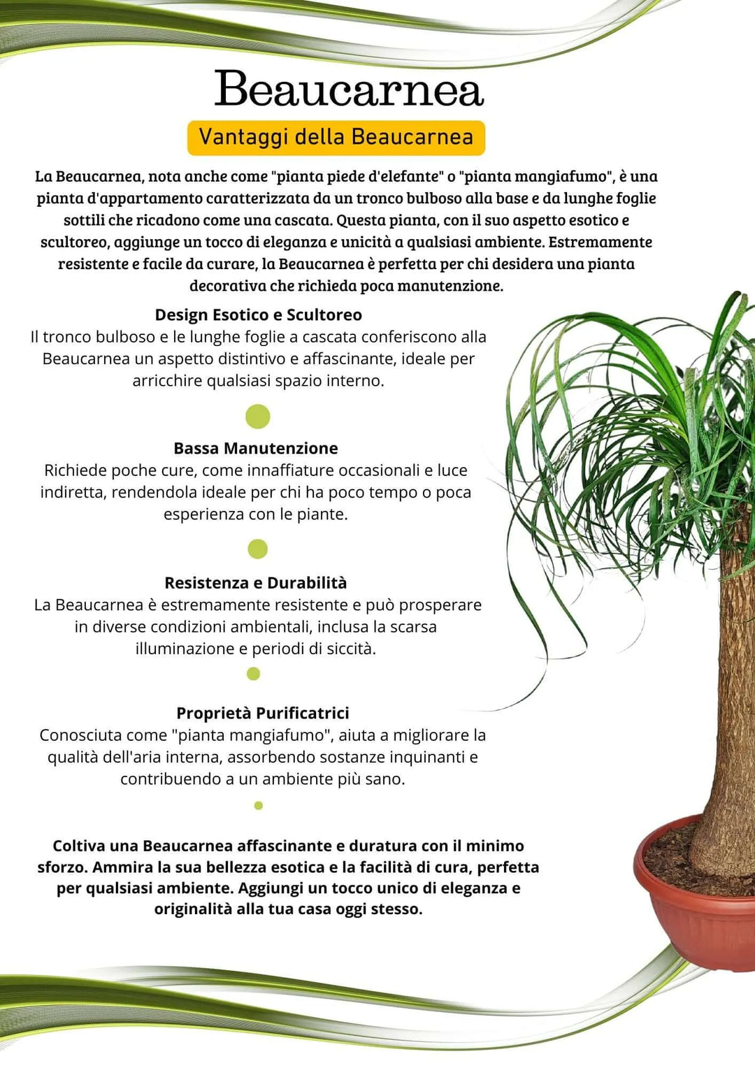 Beaucarnea da interno - pianta intera con foglie verdi e vaso