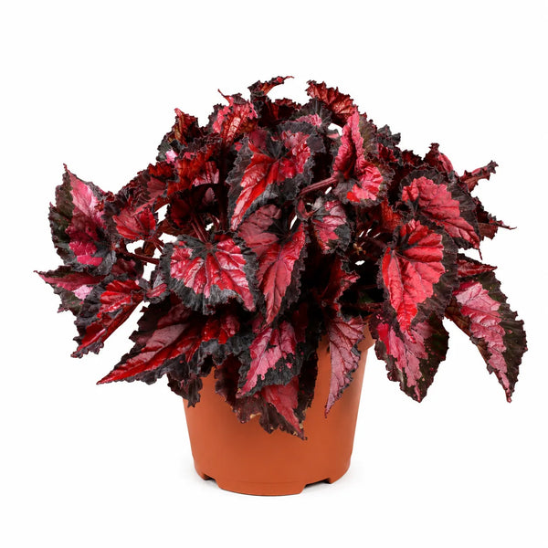 Begonia blad Beleaf Inca Night D.17 H.35 cm