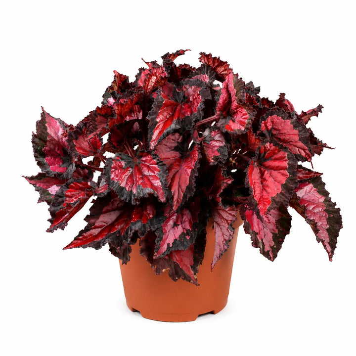 Begonia Beleaf Inca Night con foglie decorative rosso scuro e bordi neri in vaso da vivaio su sfondo neutro.