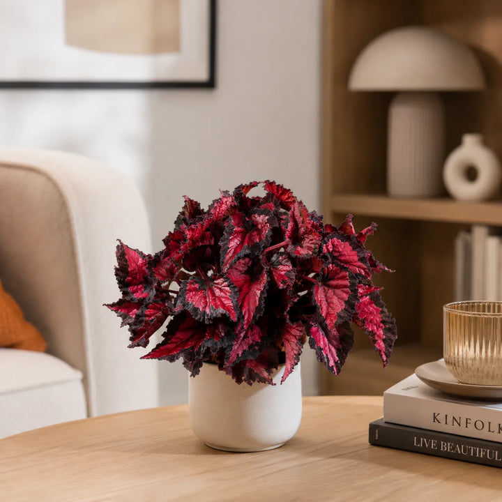 Begonia Beleaf Inca Night con fogliame rosso bordeaux in vaso chiaro su tavolino da soggiorno moderno.