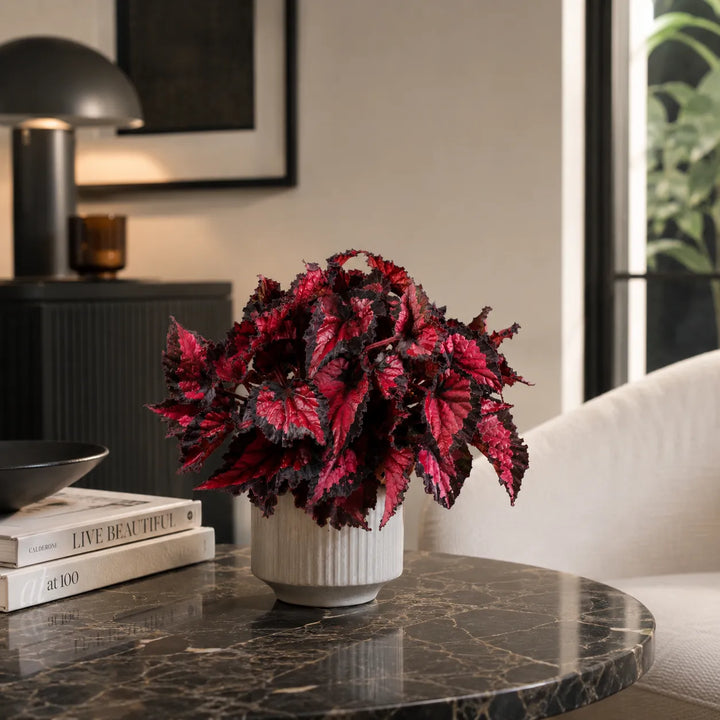 Pianta di Begonia Beleaf Inca Night con foglie rosse e nere decorative in vaso rigato su tavolo in marmo.