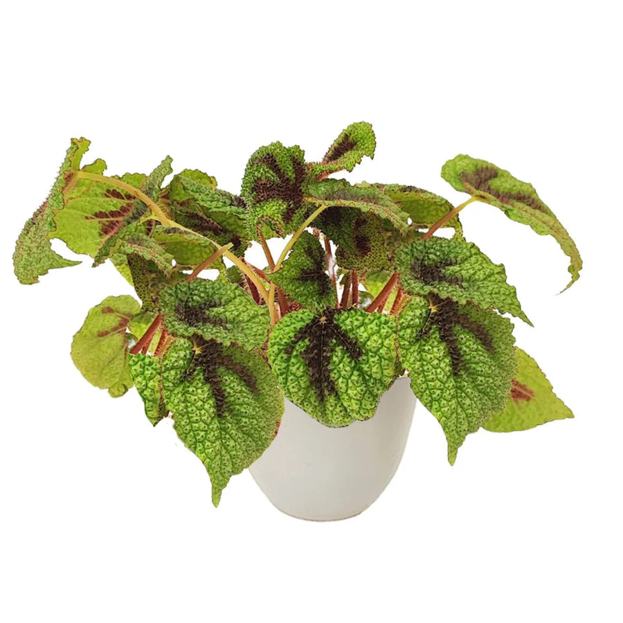 Begonia Masoniana Iron Cross - pianta con foglie verdi ruvide e venature scure in vaso avorio