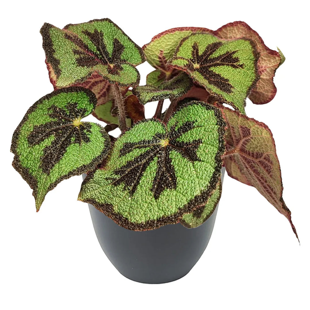Begonia Masoniana Mountai - pianta in vaso antracite, dettaglio foglie rugose e marcatura a croce
