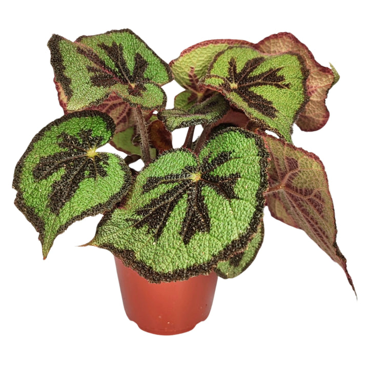 Begonia Masoniana Mountai - pianta senza vaso, foglie verdi con nervature a croce ben visibili