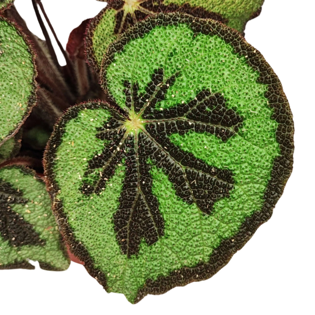 Begonia Masoniana Mountai - vista dall'alto delle foglie con disegno a croce e texture unica