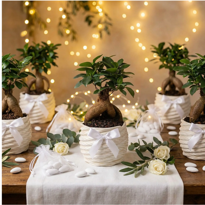 Bomboniere matrimonio con bonsai Ficus Ginseng in vaso bianco decorato con fiocco, allestite su tavolo elegante con luci e rose bianche.